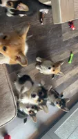 Pickles, a male Pembroke Welsh Corgi for sale in Olympia, WA – 8 of 10