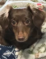 Eevee , a female Miniature Dachshund for sale in Aberdeen, WA – 3 of 6