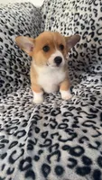 Scooter, a male Pembroke Welsh Corgi for sale in Olympia, WA – 4 of 6