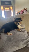 M, a female Pembroke Welsh Corgi for sale in Olympia, WA – 3 of 7