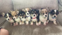 Pickles, a male Pembroke Welsh Corgi for sale in Olympia, WA – 9 of 10