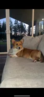 M, a female Pembroke Welsh Corgi for sale in Olympia, WA – 7 of 7