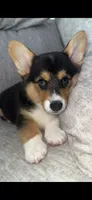 M, a female Pembroke Welsh Corgi for sale in Olympia, WA – 2 of 7
