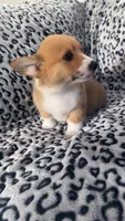 Tilly, a male Pembroke Welsh Corgi for sale in Olympia, WA – 2 of 4