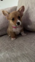 Tilly, a female Pembroke Welsh Corgi for sale in Olympia, WA – 2 of 5
