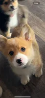 Pickles, a male Pembroke Welsh Corgi for sale in Olympia, WA – 1 of 10