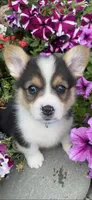 Shorty, a male Pembroke Welsh Corgi for sale in Olympia, WA – 2 of 6