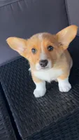 Butterball , a female Pembroke Welsh Corgi for sale in Aberdeen, WA – 2 of 5