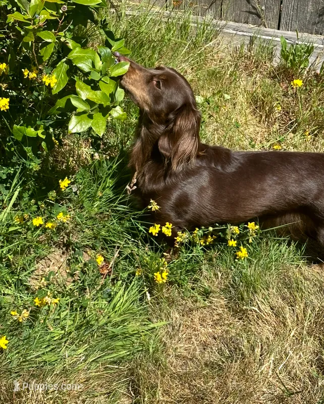 Eevee  – Miniature Dachshund puppy for sale in Aberdeen, WA