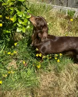 Eevee , a female Miniature Dachshund for sale in Aberdeen, WA – 1 of 6