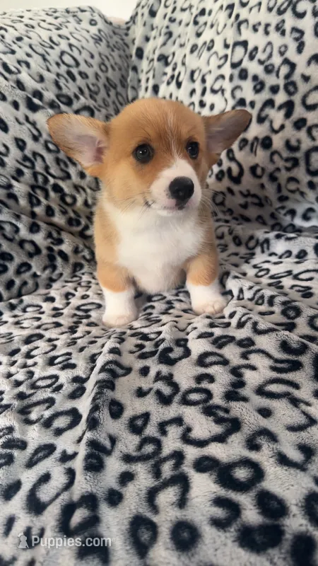 Tilly – Pembroke Welsh Corgi puppy for sale in Olympia, WA