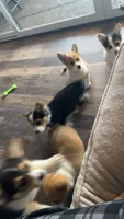 Pickles, a male Pembroke Welsh Corgi for sale in Olympia, WA – 2 of 10