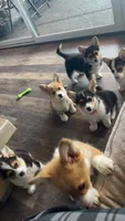 Pickles, a male Pembroke Welsh Corgi for sale in Olympia, WA – 7 of 10