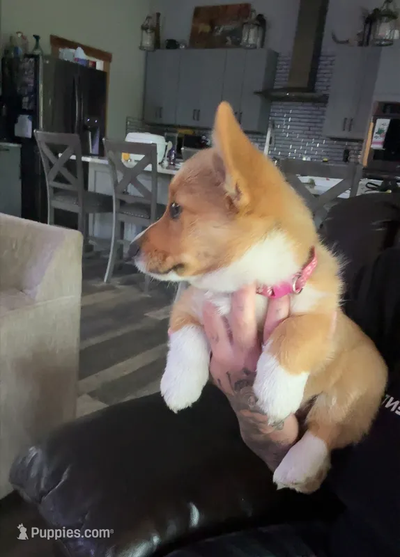Bubbles – Pembroke Welsh Corgi puppy for sale in Aberdeen, WA