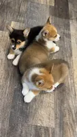 Shorty, a male Pembroke Welsh Corgi for sale in Olympia, WA – 6 of 6