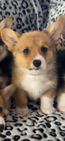 Tilda , a female Pembroke Welsh Corgi for sale in Olympia, WA – 1 of 3