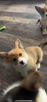 Pickles, a male Pembroke Welsh Corgi for sale in Olympia, WA – 3 of 10