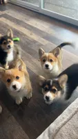 Pickles, a male Pembroke Welsh Corgi for sale in Olympia, WA – 5 of 10
