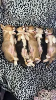 Dixie, a male Pembroke Welsh Corgi for sale in Olympia, WA – 2 of 4