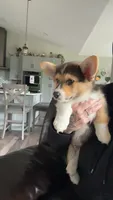 Snickers, a male Pembroke Welsh Corgi for sale in Aberdeen, WA – 2 of 4