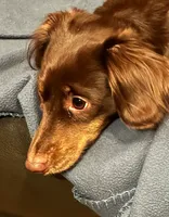 Eevee , a female Miniature Dachshund for sale in Aberdeen, WA – 4 of 6
