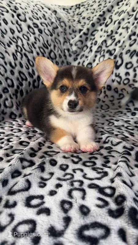 Muffin – Pembroke Welsh Corgi puppy for sale in Olympia, WA