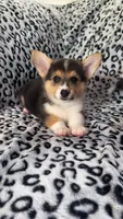 Muffin, a male Pembroke Welsh Corgi for sale in Olympia, WA – 1 of 3