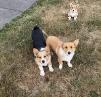 Bubbles, a female Pembroke Welsh Corgi for sale in Aberdeen, WA – 2 of 2