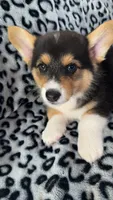 Scooter, a male Pembroke Welsh Corgi for sale in Olympia, WA – 3 of 6