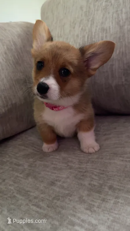 Tilly – Pembroke Welsh Corgi puppy for sale in Olympia, WA
