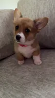 Tilly, a female Pembroke Welsh Corgi for sale in Olympia, WA – 1 of 5