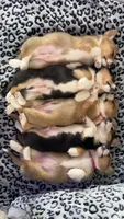 Mini me , a female Pembroke Welsh Corgi for sale in Olympia, WA – 2 of 4
