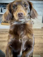 Eevee , a female Miniature Dachshund for sale in Aberdeen, WA – 5 of 6