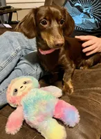 Eevee , a female Miniature Dachshund for sale in Aberdeen, WA – 2 of 6