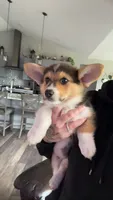 Snickers, a male Pembroke Welsh Corgi for sale in Aberdeen, WA – 1 of 4