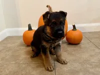 Echo VII, a male German Shepherd Dog for sale in Kyle, TX – 9 of 9