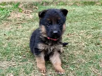 Delta VI, a female German Shepherd Dog for sale in Kyle, TX – Photo 1 of 8