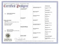 Delta VI, a female German Shepherd Dog for sale in Kyle, TX – Photo 6 of 8