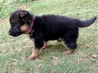 Delta VI, a female German Shepherd Dog for sale in Kyle, TX – Photo 8 of 8