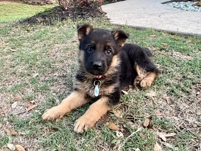 Delta VI – German Shepherd Dog puppy for sale in Kyle, TX