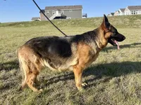 Delta VI, a female German Shepherd Dog for sale in Kyle, TX – Photo 3 of 8
