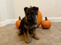 Echo VII, a male German Shepherd Dog for sale in Kyle, TX – 8 of 9