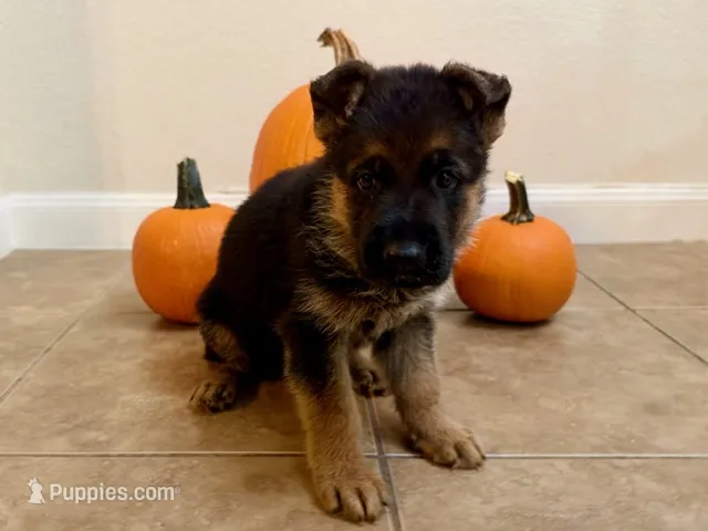 Echo VII – German Shepherd Dog puppy for sale in Kyle, TX
