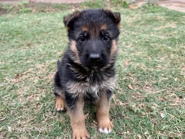 Cobra VI – German Shepherd Dog puppy for sale in Kyle, TX
