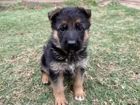 Cobra VI, a female German Shepherd Dog for sale in Kyle, TX – Photo 1 of 9