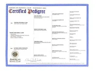 Cobra VI, a female German Shepherd Dog for sale in Kyle, TX – Photo 5 of 9