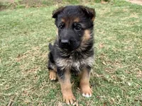 Cobra VI, a female German Shepherd Dog for sale in Kyle, TX – Photo 4 of 9