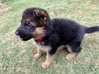 Cobra VI, a female German Shepherd Dog for sale in Kyle, TX – Photo 9 of 9