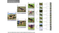 Echo VII, a male German Shepherd Dog for sale in Kyle, TX – 6 of 9