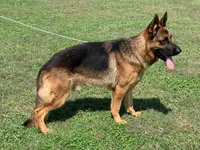 Echo VII, a male German Shepherd Dog for sale in Kyle, TX – 2 of 9
